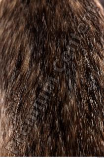 Badger fur photo reference 0005